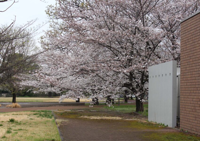 食堂から桜並木